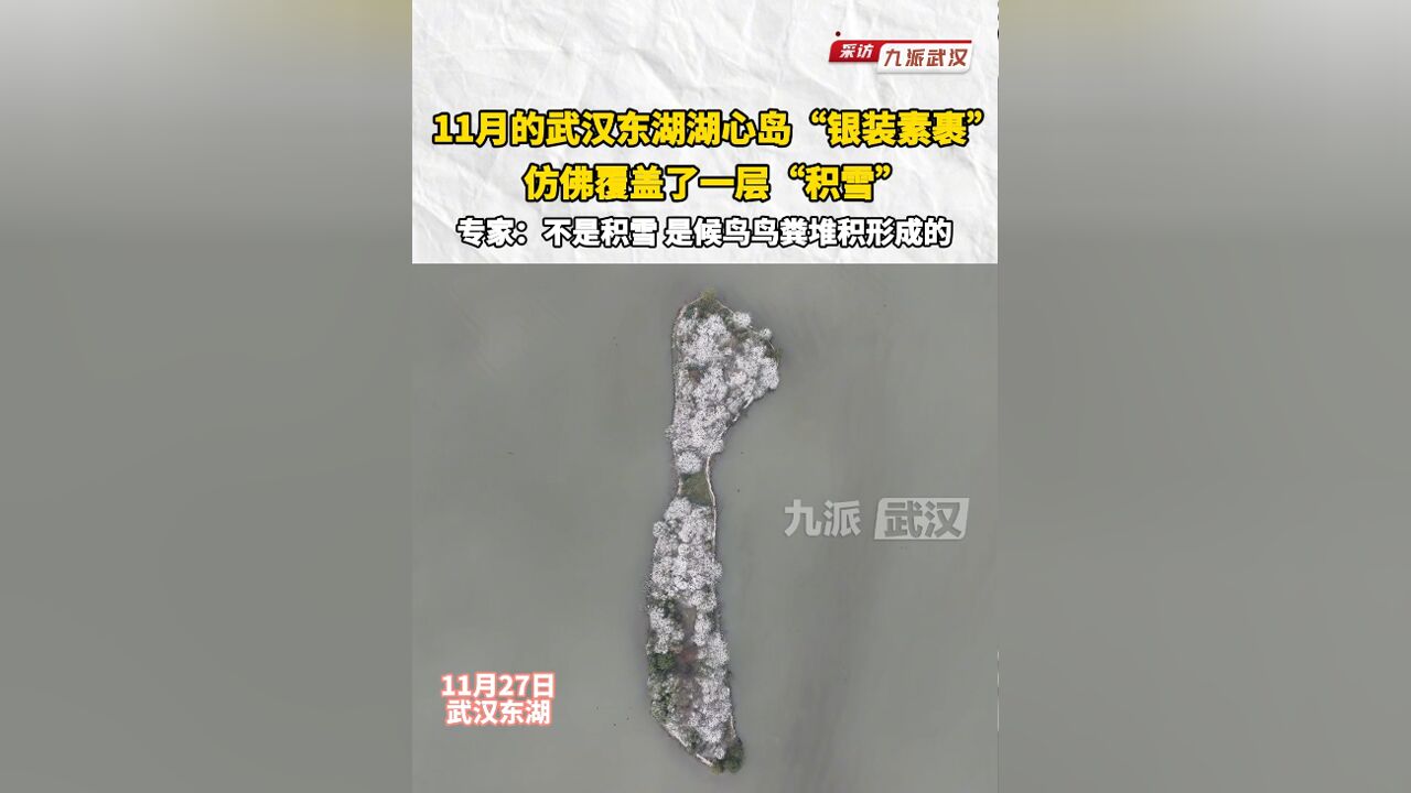 11月的武汉东湖湖心岛“银装素裹”,仿佛覆盖了一层“积雪”,专家:不是积雪,是鸟粪