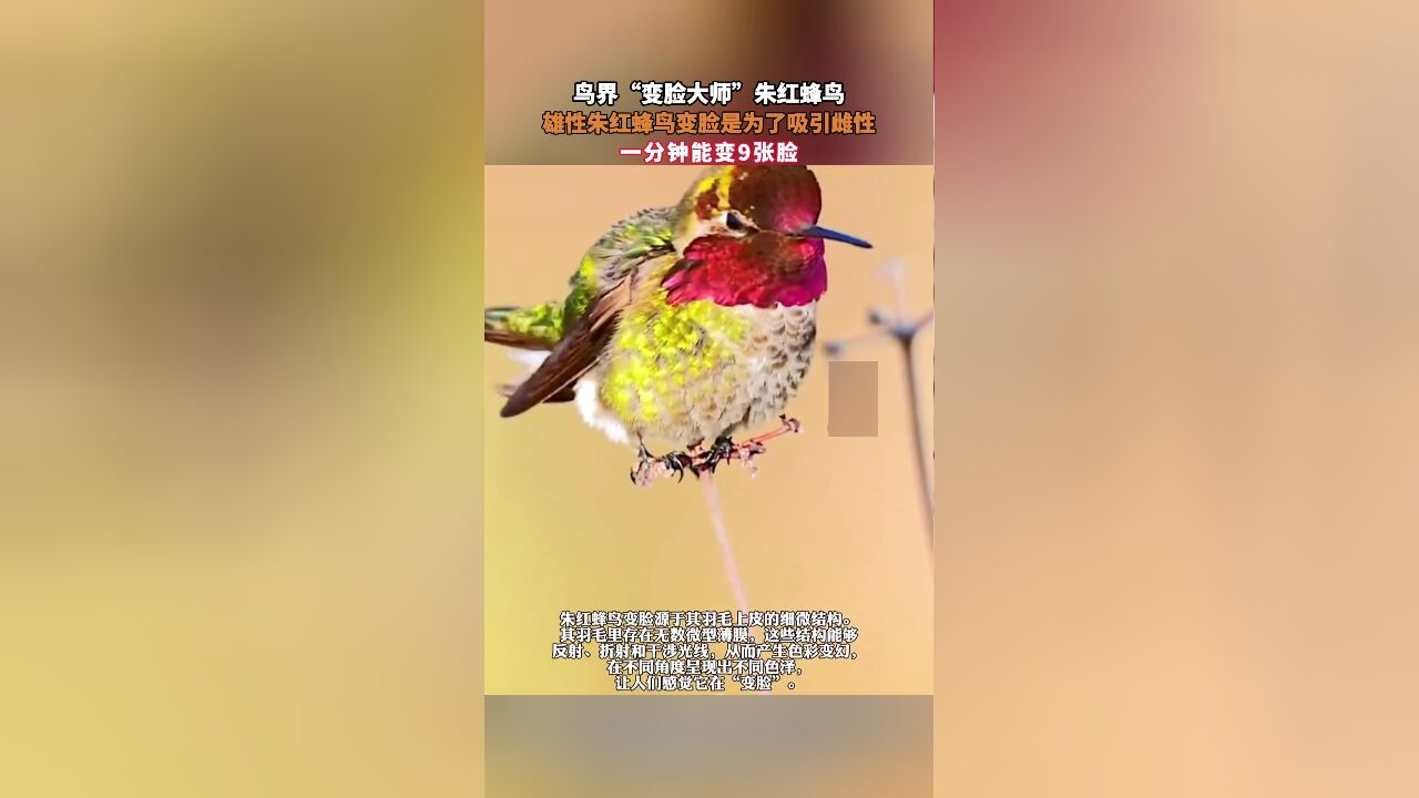 鸟界“变脸大师”朱红蜂鸟,雄性朱红蜂鸟变脸是为了吸引雌性,一分钟能变9张脸