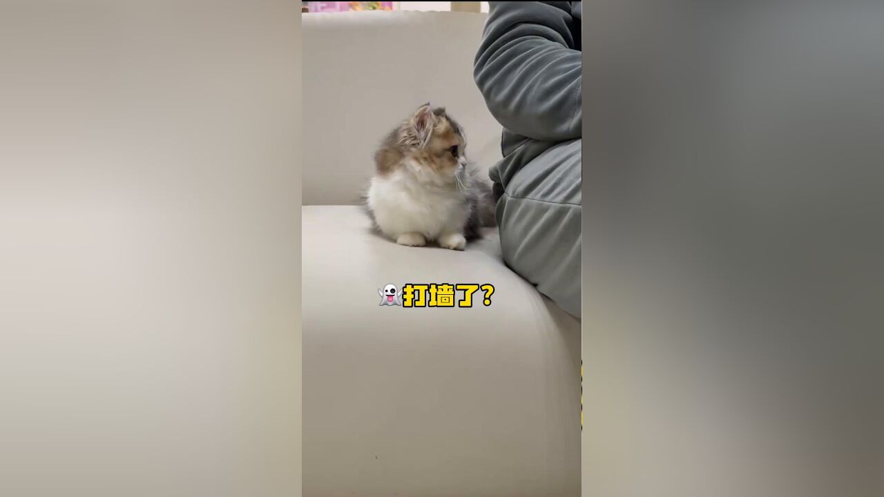 当犟种小猫遇上鬼打墙,奔波了半小时终于成功移动了10cm