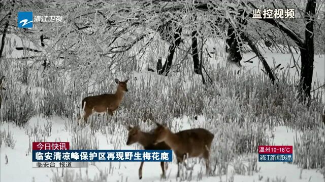 今日快讯:临安清凉峰保护区再现野生梅花鹿