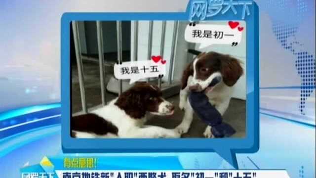 有点意思!南京地铁新“入职”两警犬 取名“初一”和“十五”