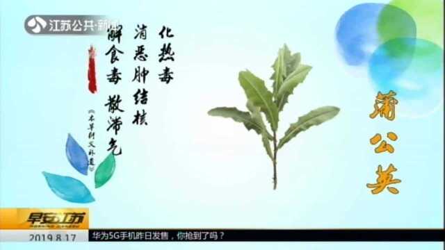 百草味:蒲公英