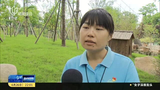 上海动物园:土著獐家族喜添四娃 新生宝宝与游客见面