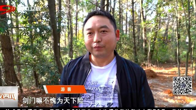 华蓥:银杏树金满枝 游客纷至赏美景