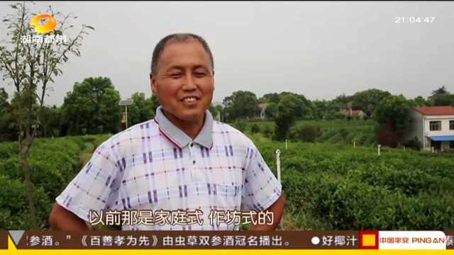 湘村发现:岳阳黄茶——茶篓里的幸福密码