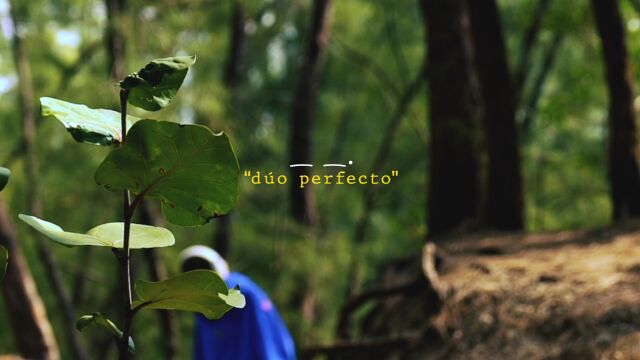 D㺯 perfecto