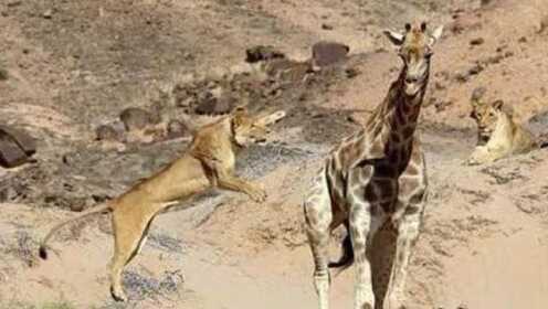 狮子猎杀小长颈鹿,愤怒长颈鹿妈妈干翻一只,在地上一顿狂踩