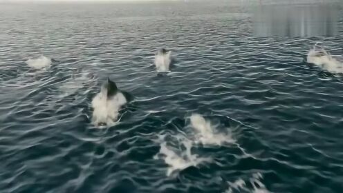 电影《海豚的故事》片头 美丽的海底世界