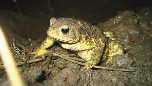 梦境迷踪，特大癞蛤蟆与大蛇蛇的寓言——解梦之旅