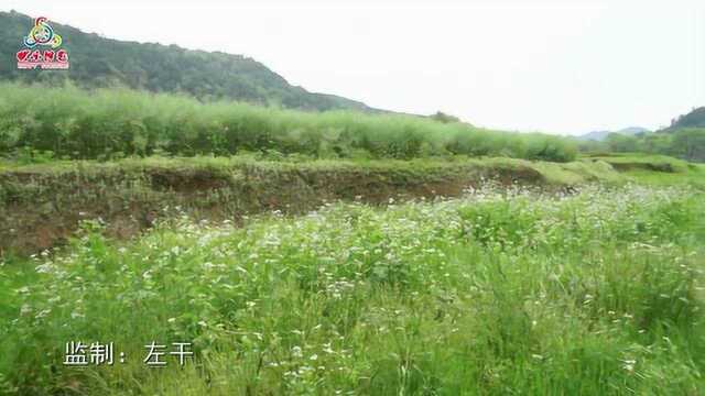 张雨佳  美丽的浏阳河