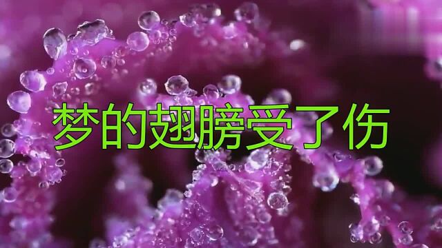 蒋雪儿的《梦的翅膀受了伤》歌声太美妙了,嗓音清脆