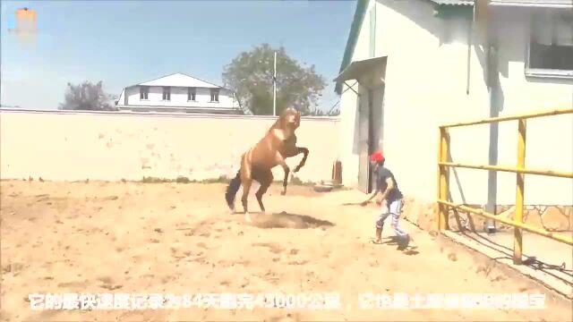 世界上最神奇的马,流汗像流血,跑起来无人能敌