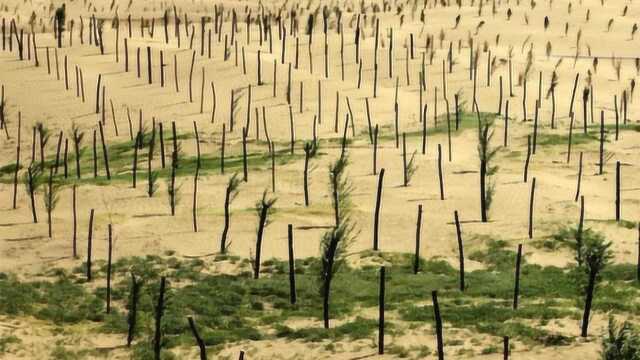 沙漠每年都在绿化,一旦失去沙漠会怎样?会影响到生态系统吗