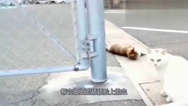 男子骑车压死一只猫,无情开车离开,刚走看见猫的行为感动不已