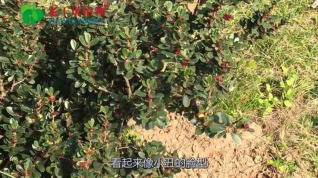 老王说植物:小丑火棘,不同温度下还会变色的景观植物