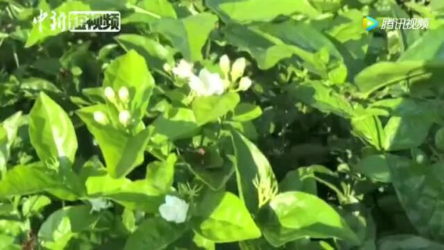 福建福州茉莉花进入盛花期:茉莉飘香引游客