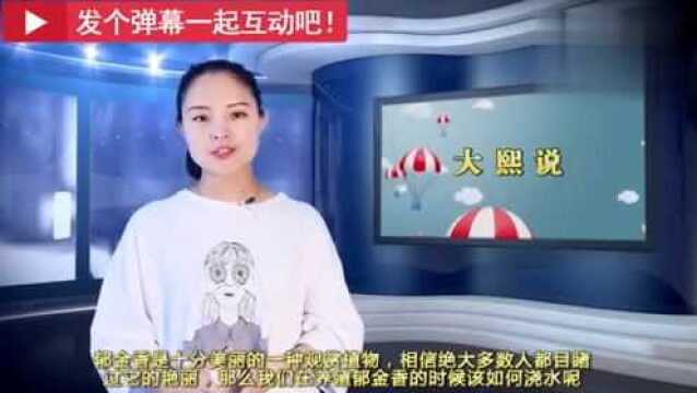 手把手教你如何种植郁金香?盆栽郁金香的浇水方法!