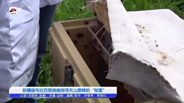 视频揭秘:伊犁唐布拉草原黑蜂蜜为啥那么甜?