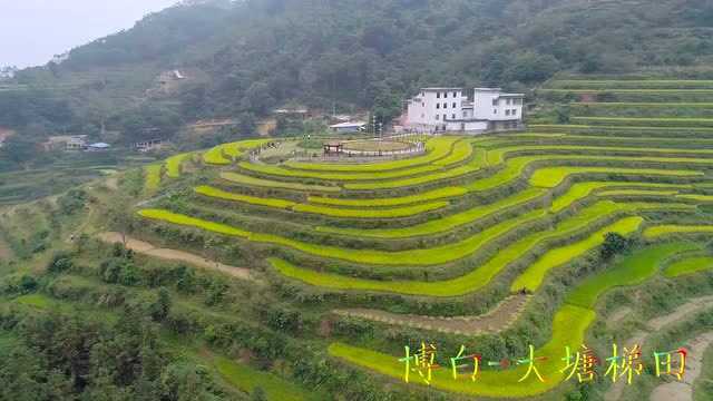 广西博白县顿谷大塘梯田稻浪翻滚,近年老成为摄影师创作好地方!