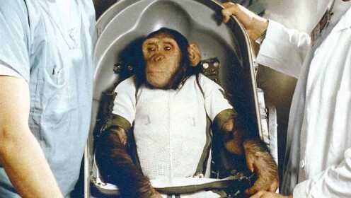 当年被美国送到太空的黑猩猩，最后结局怎样了？答案让人心酸