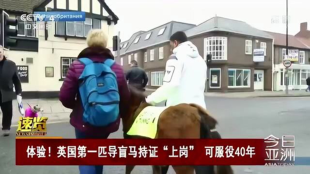 体验!英国第一匹导盲马持证“上岗” 可服役40年