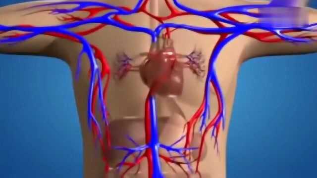 科普知识:人体的循环系统