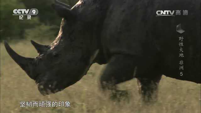 野性大地——非洲 犀牛