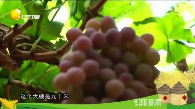 一个大棚里只有一棵葡萄树,号称真正的“葡萄王”