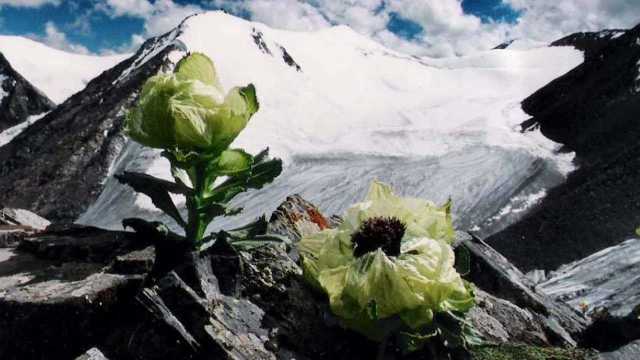 天山雪莲到底长什么样?专家展出“本尊”,看完涨知识了!