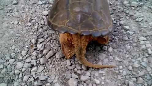 乌龟有尾巴吗 腾讯网