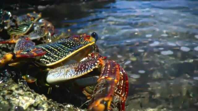 生命:链蛇鳝在水底盯着海面,让红石蟹不敢轻举妄动