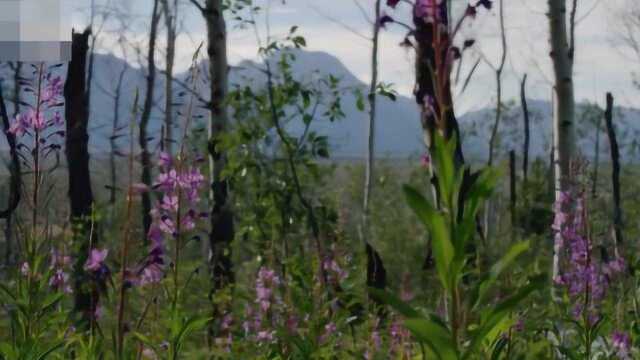 这样漂亮的户外你见过吗?淡紫色的野花,真漂亮!