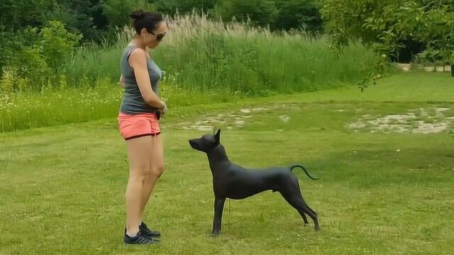 稀有的无毛犬品种,不长毛的狗狗有几人受得了,还曾做过陪伴犬!