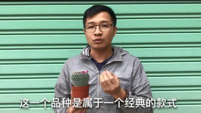 仙人球“玉翁”,要懂得养护“三部曲”,春季来临球体开满圈小花