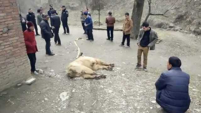 金毛羚牛倒崖下2天,虚弱咩咩叫求助,众人合力生死营救