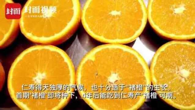 褚时健走了 他的“褚橙”首次出滇投资选在了天府大道南端