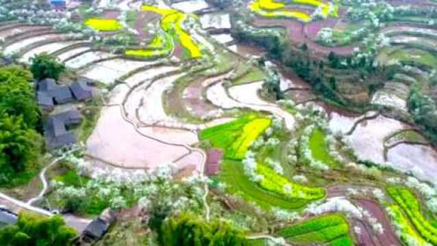 四川广安:岳池排楼乡龙井沟村李花竞相开放,风景太漂亮了