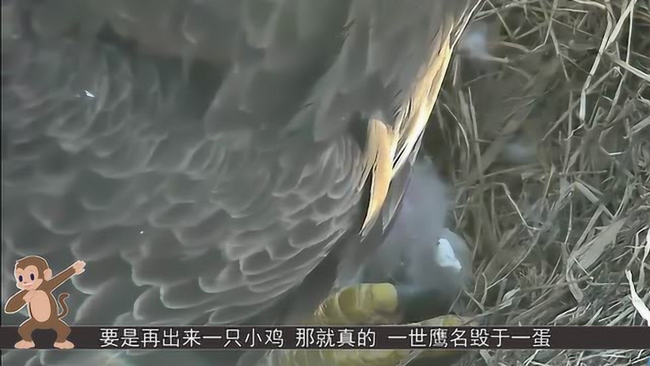 老鹰窝里换成鸡蛋老鹰看到孵出小鸡整个傻眼一世鹰名毁于一蛋