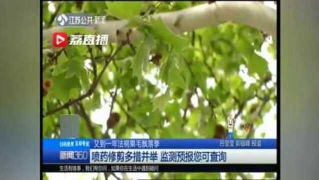 又到一年法桐果毛飘落季 敏感人群“伤不起”