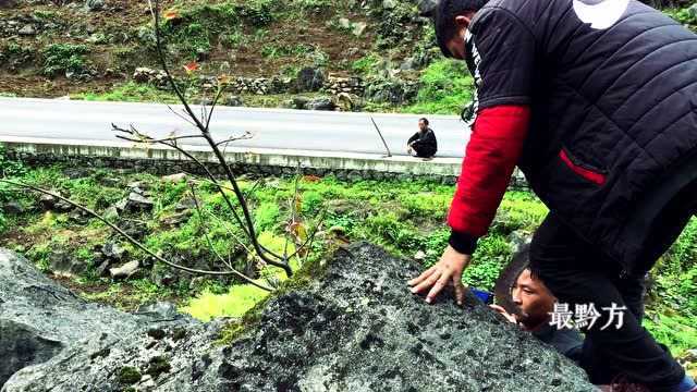 实拍贵州农村小伙从石缝挖出一棵小榕树,长的不错