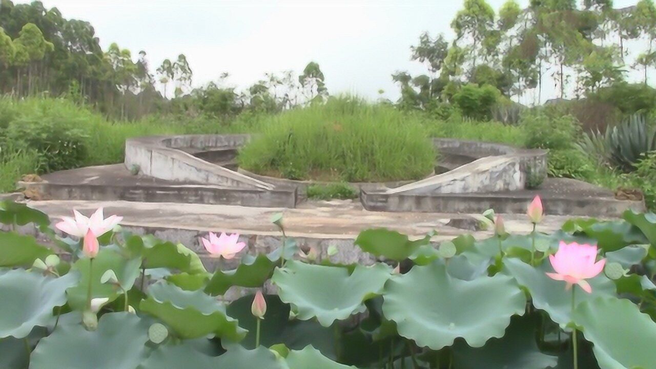 风水宝地欣赏农村莲花池宝地网友后人吉祥