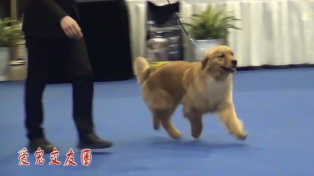 宠物博览会,猎犬组比赛,金毛拉拉比赛