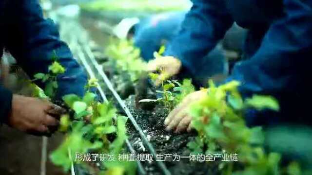 云南雅赫生物科技有限公司宣传片彩云之南的植物王国,高原良品