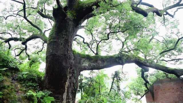 震撼!湖南衡阳县三湖镇古樟树守护山村600余年!