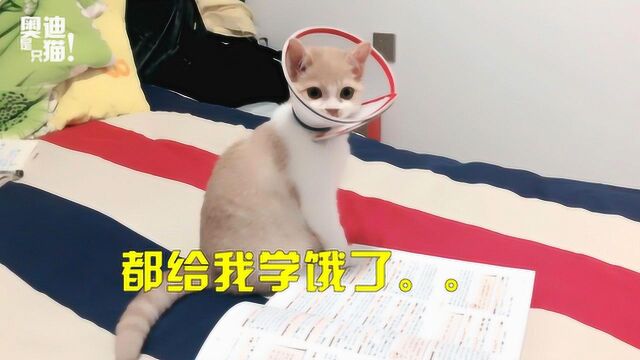 学渣小猫学英语,铲屎官:三克肉?我换一个吧!这个有点难.