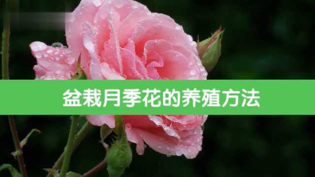 盆栽月季花的养殖方法是什么