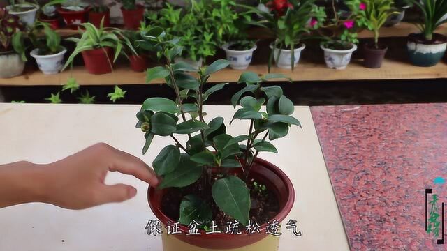 学会茶花“6关键”,新手也能养旺养开花