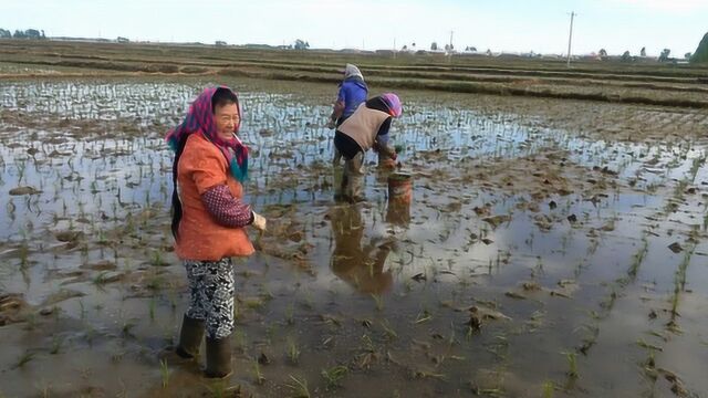 东北补苗现场,71岁老太一天挣600,这种活给你钱你能干吗