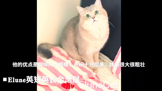 Elune 金渐层猫舍