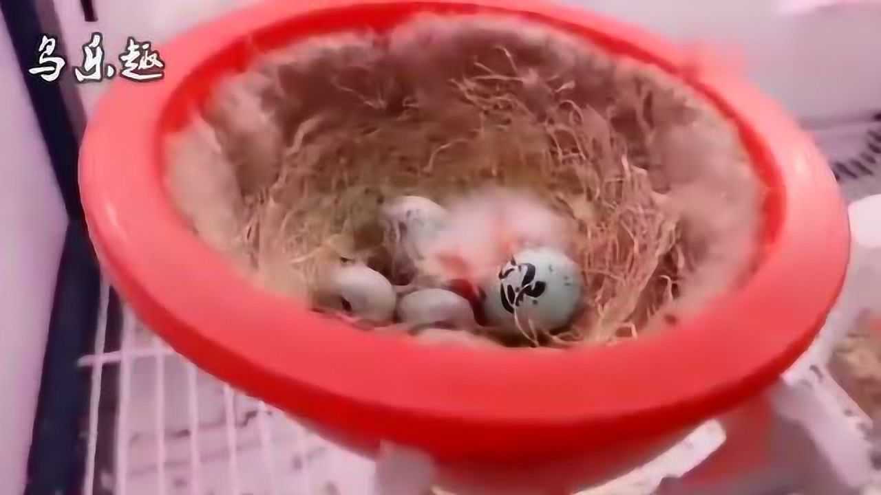 芙蓉鸟终于下蛋孵化了看看这萌人的小鸟主人乐翻了